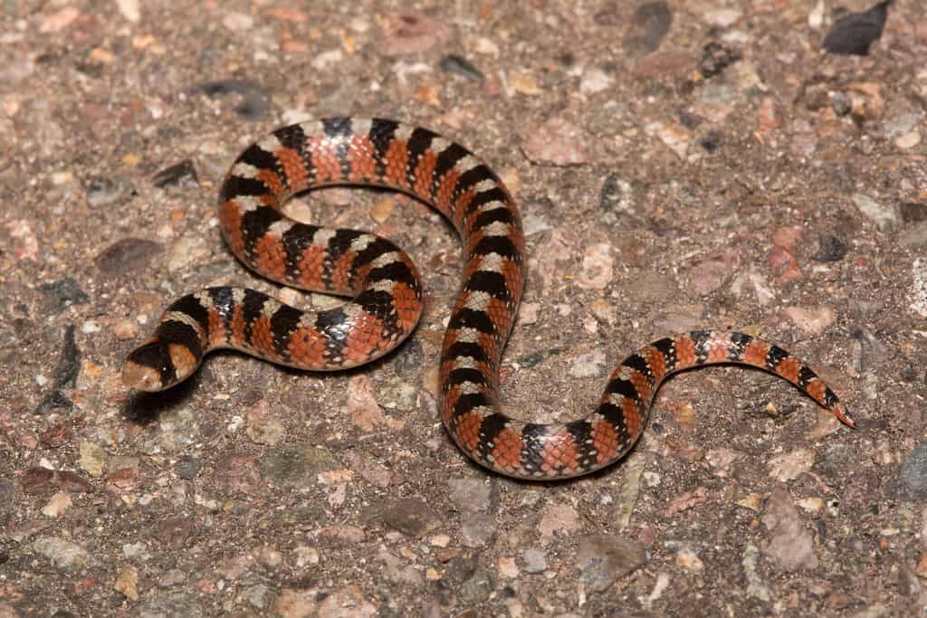 Thornscrub Hook-nosed Snake