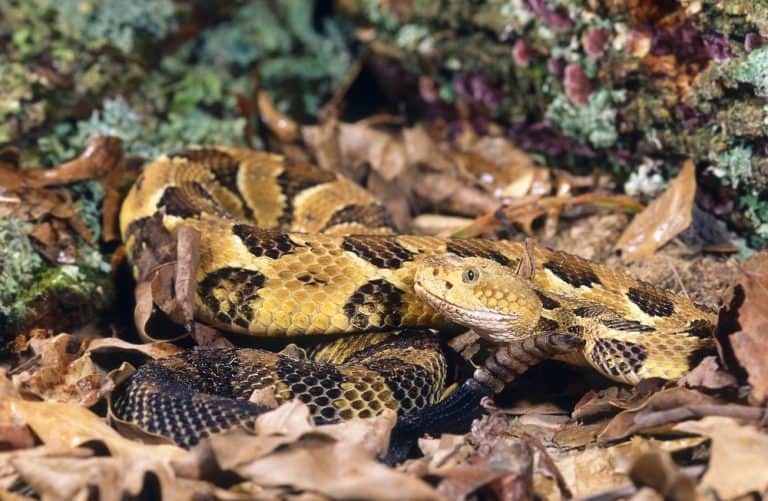 Tennessee Snakes Identification Guide (Full Species Catalog)