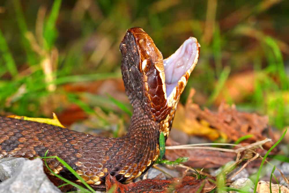 Cottonmouth snake with its mouth open facing upwards