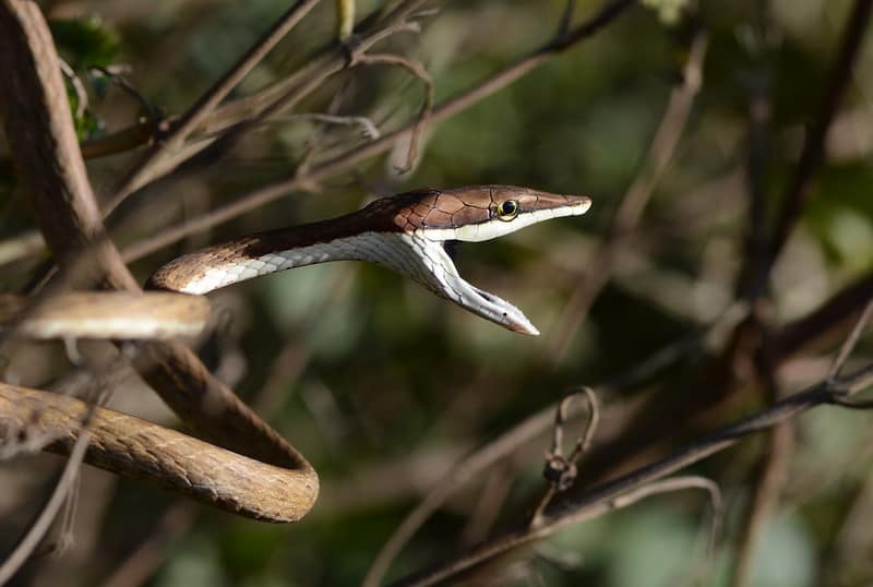 Vine snake about to strike while in a tree