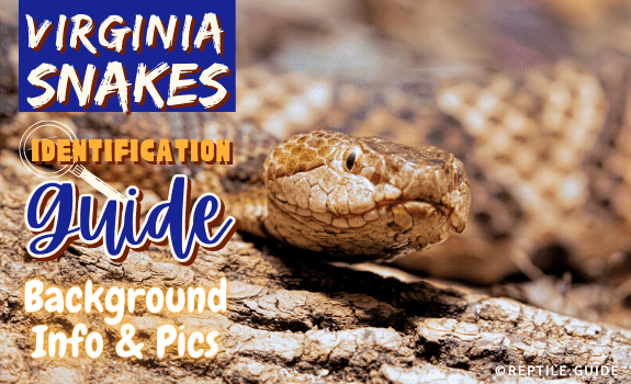 Virginia Snakes Identification Guide Background Info & Pics