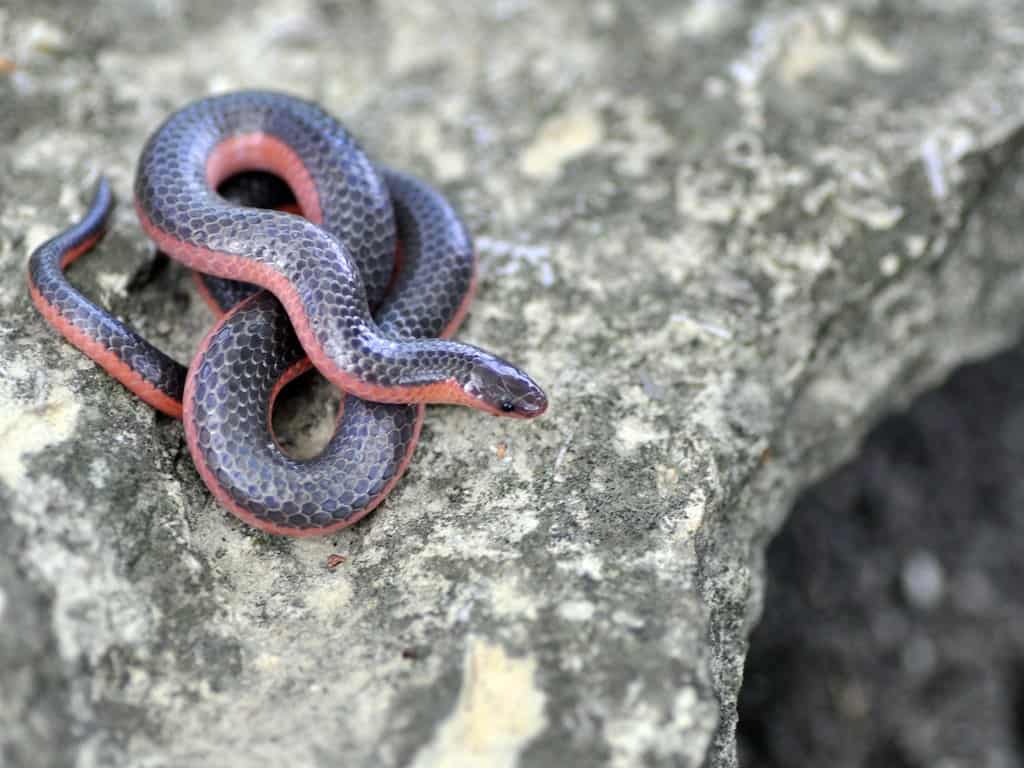 Western Worm Snake on a large rock