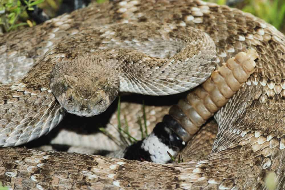 Western diamondback rattlesnake curled up