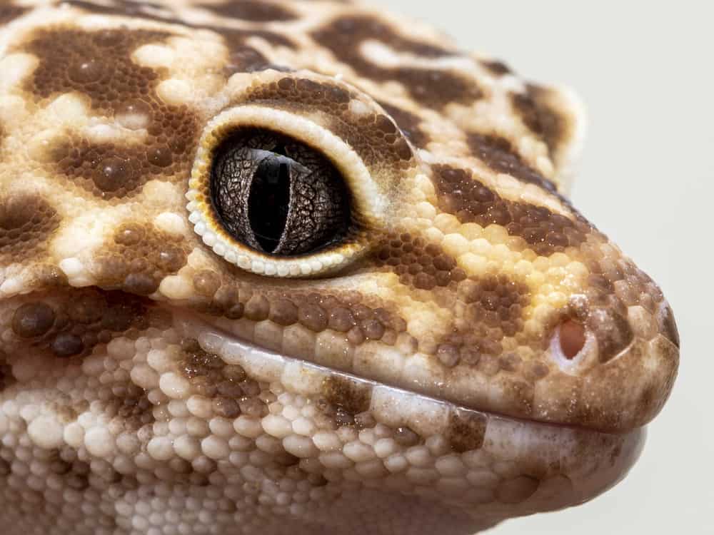 Closeup of a leopard gecko's face
