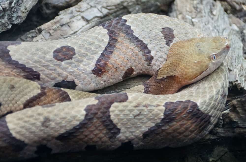 Copperhead snake on top of fallen wooden bark