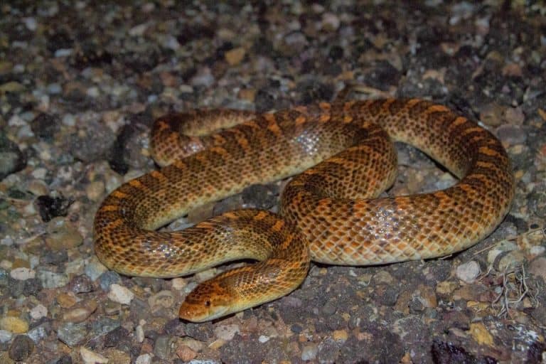 Arizona Snakes Identification Guide (Beginner-Friendly Info)