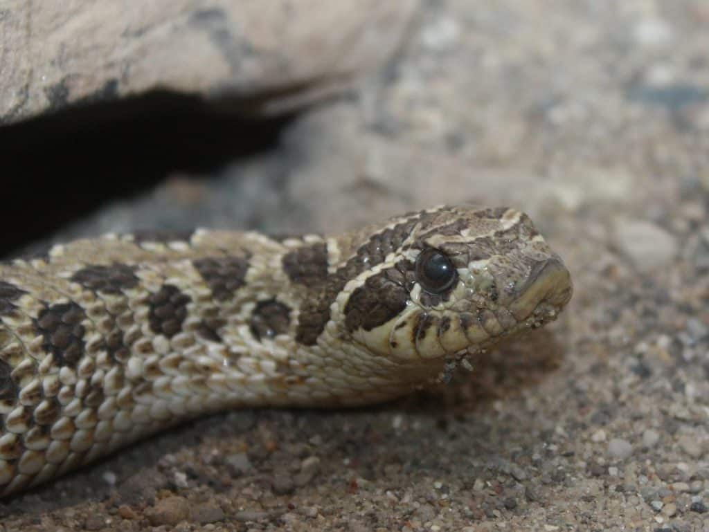 Close up of a hog-nosed snake's face