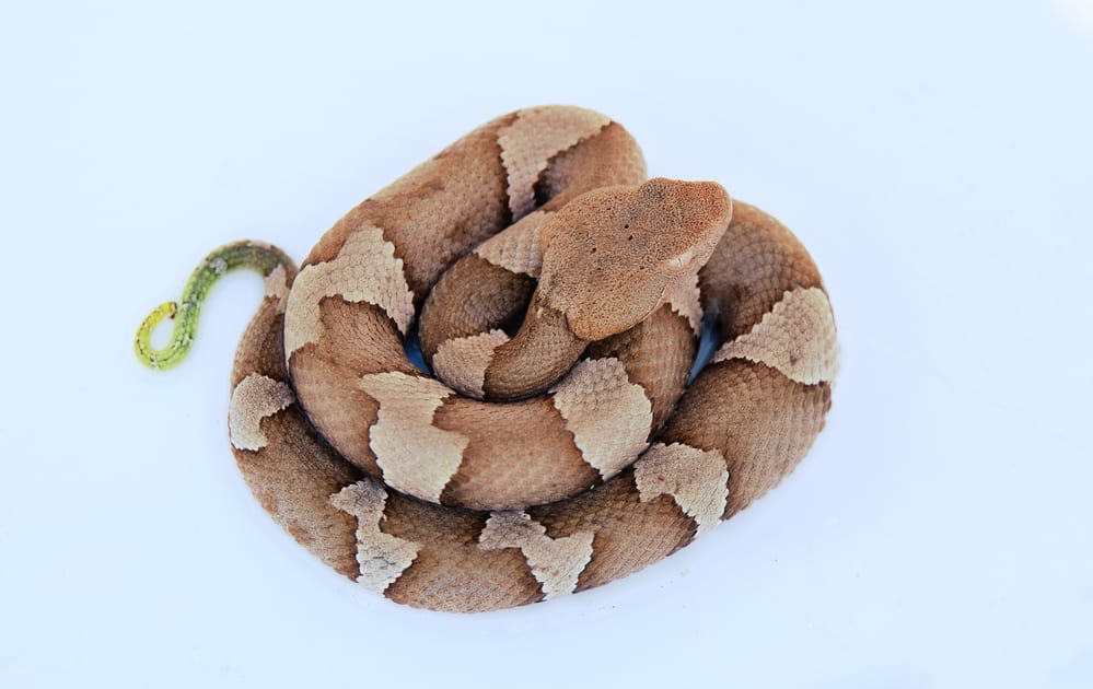 Overhead shot of a juvenile copperhead with a yellowish-green tail curled up