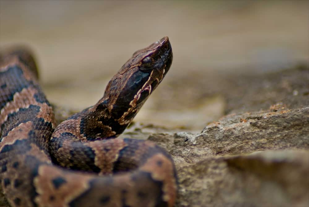 A juvenile cottonmouth facing away from the camera