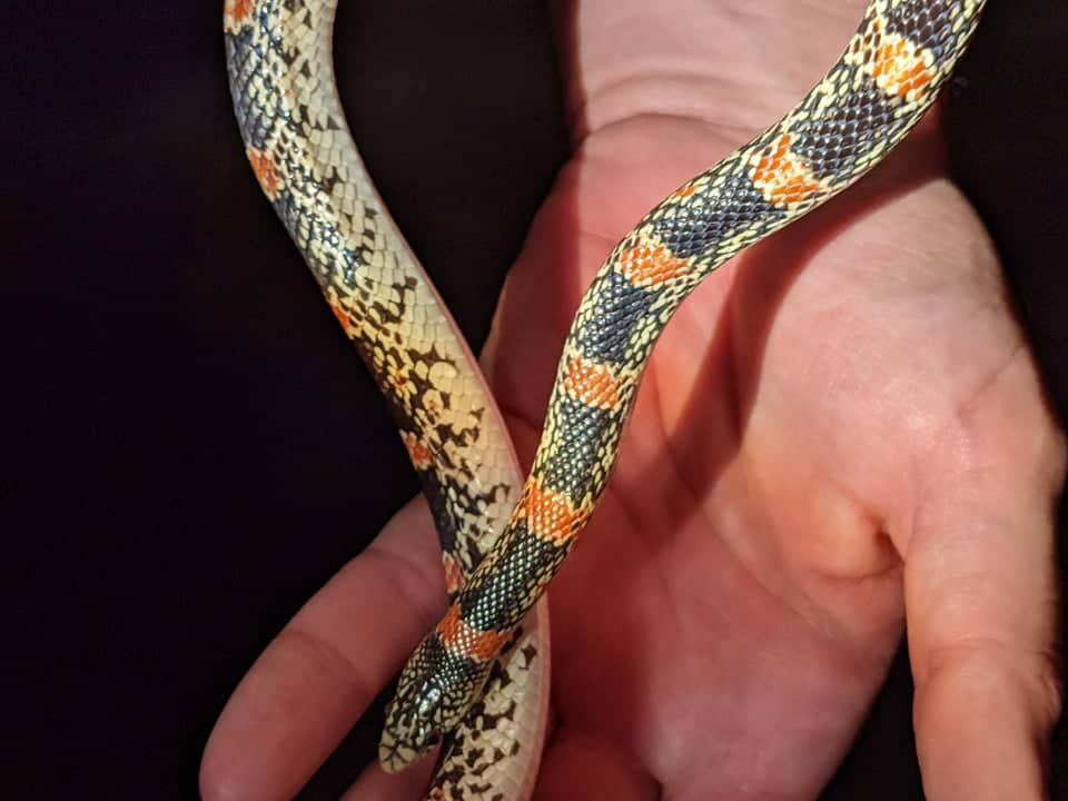 Long-nosed snake in a person's open palm