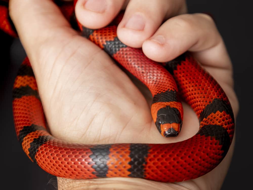 A milksnake being held in a person's hand