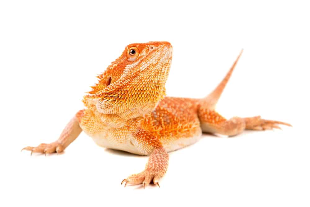 Orange bearded dragon against a white background