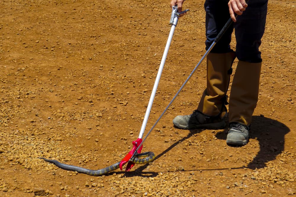 Professional snake handler moving a snake with grabber/reacher sticks