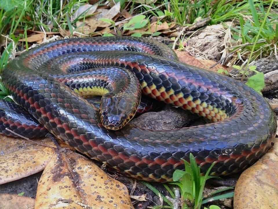 A rainbow snake on dead leaves and grass