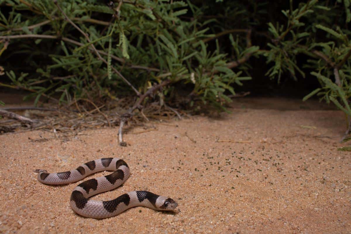 Arizona Snakes Identification Guide (Beginner-Friendly Info)