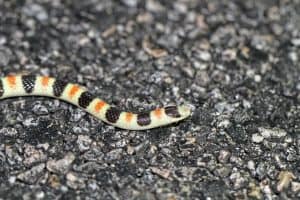 Arizona Snakes Identification Guide (Beginner-Friendly Info)