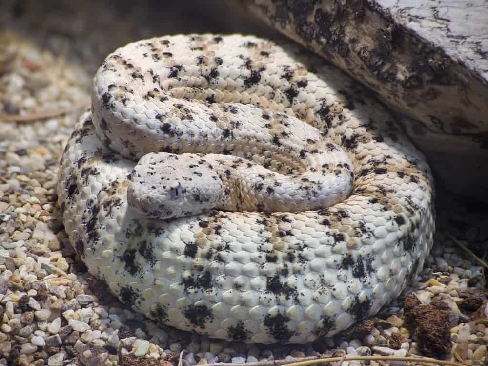 Speckled rattlesnake curled up on top of pebbles