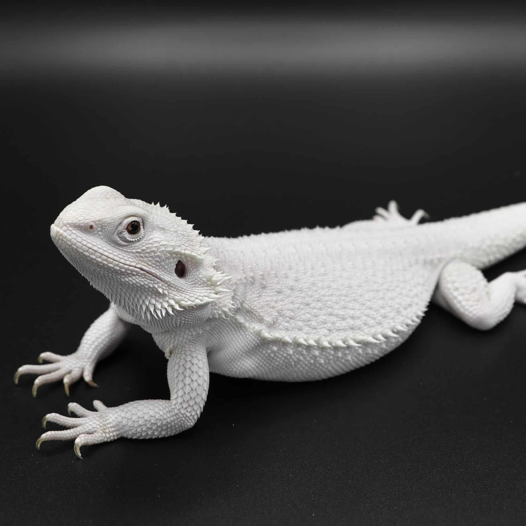 White bearded dragon against a black background
