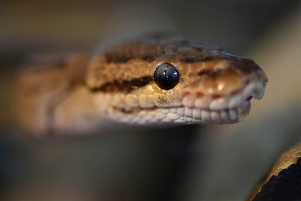 Ball python eye close-up