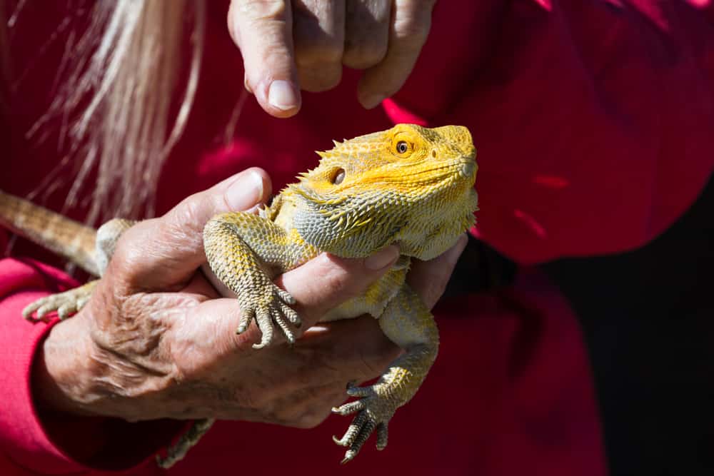 Bearded dragon being handled by someone