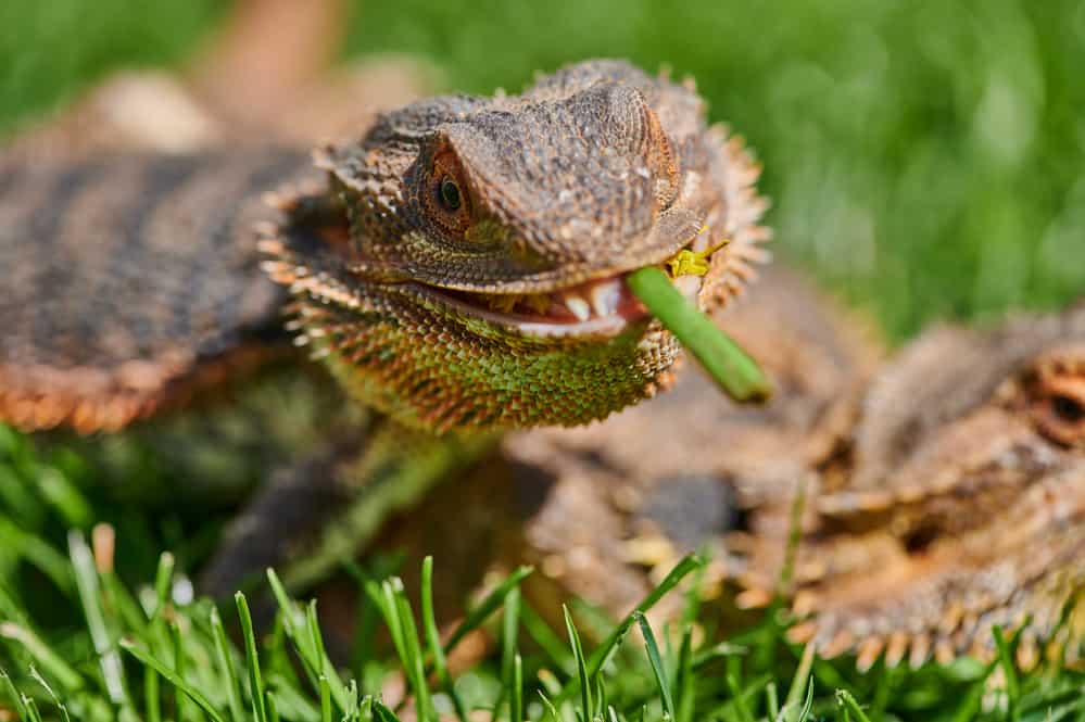 Bearded dragon smiling with grass in it's mouth