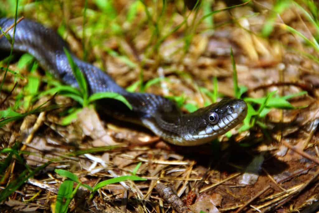Black Rat Snake surrounded by dead leaves and grass