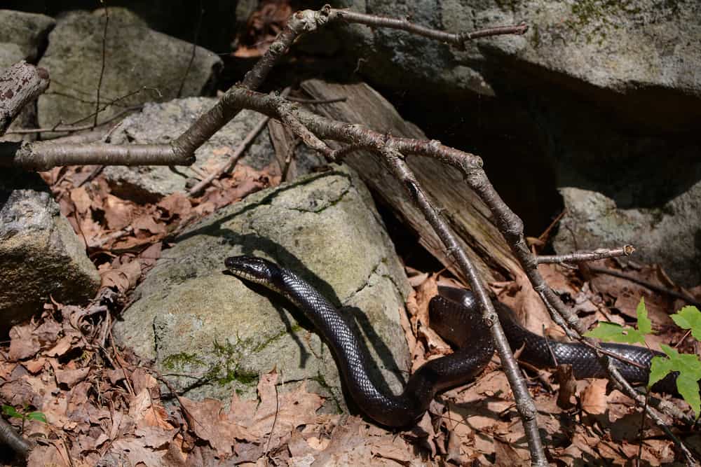 Black Rat Snake crawling on top of a rock
