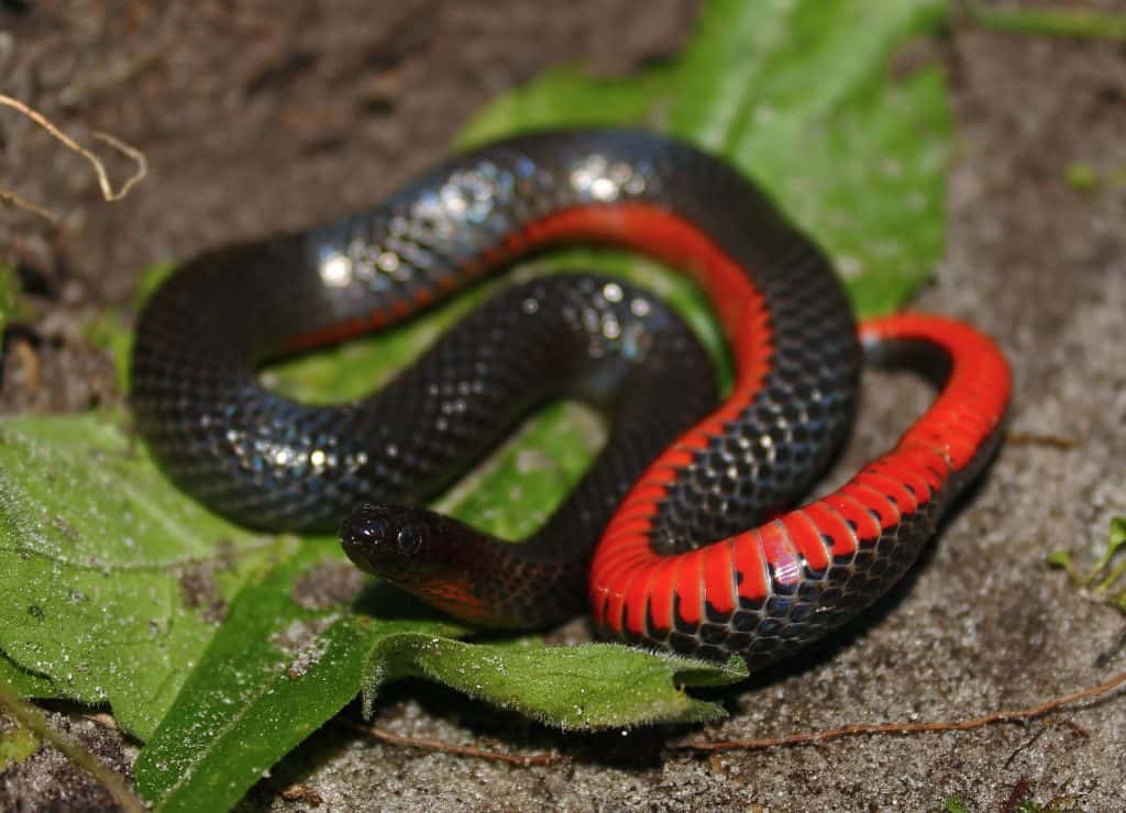 Black Swamp Snake on top of a leaf