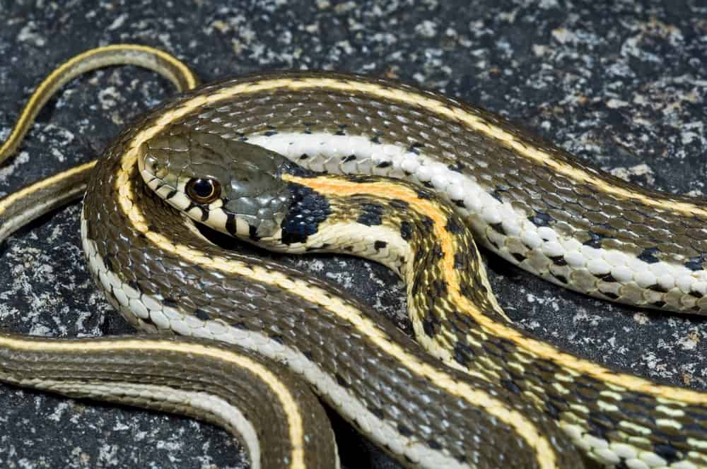 Blackneck Garter Snake close up