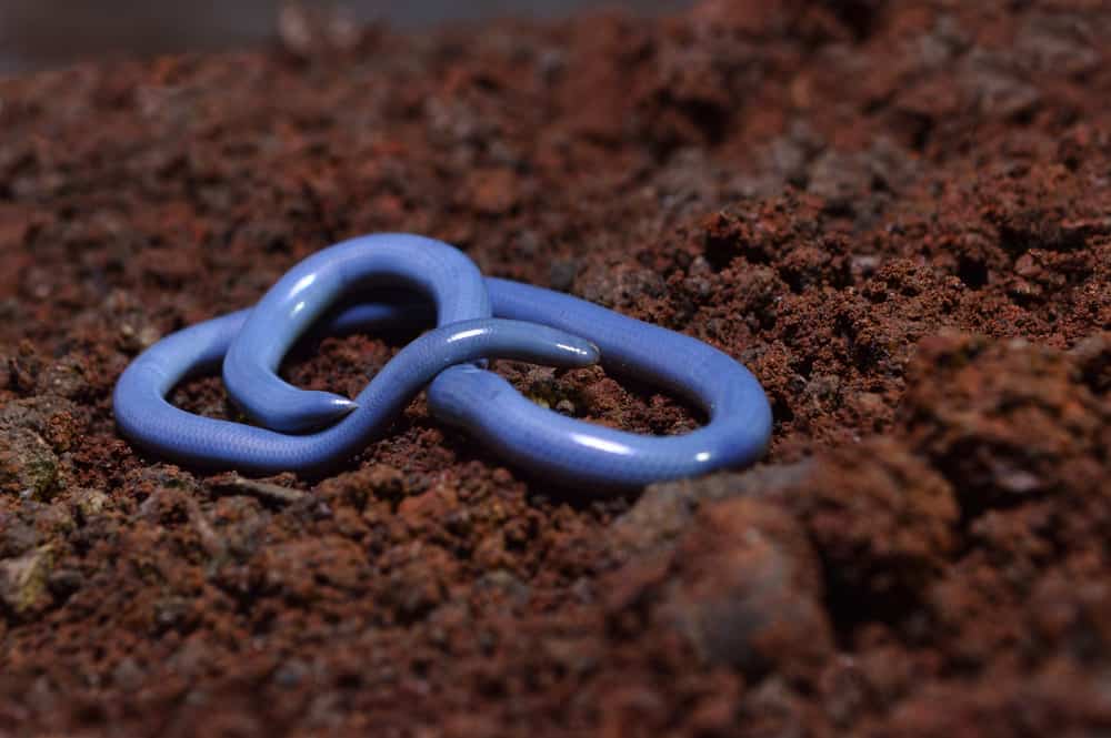Brahminy blind snake on soil
