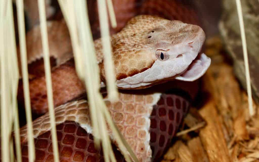 Broad-banded Copperhead coiled with its mouth open
