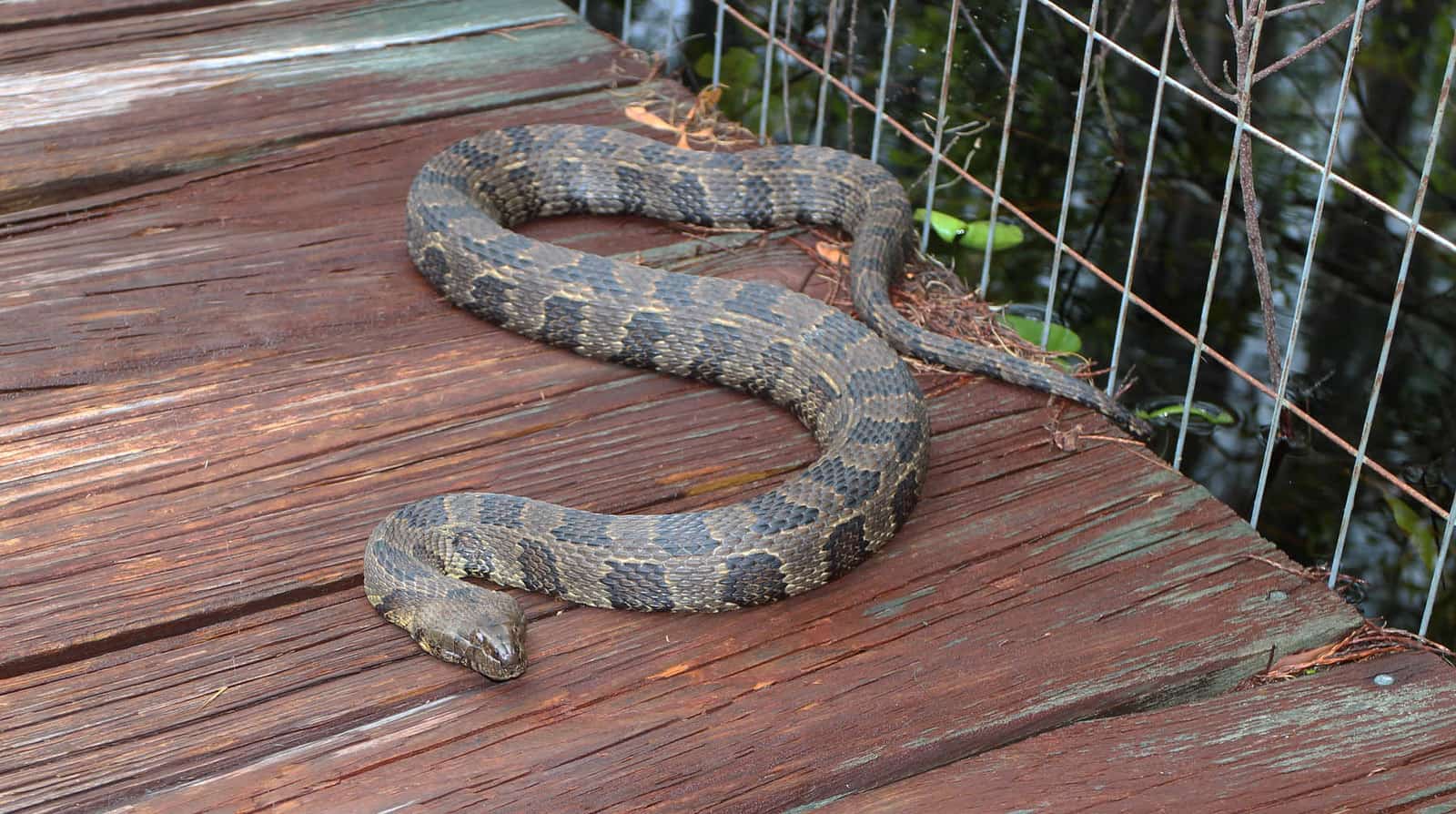 Brown Water Snake on top of wooden plank