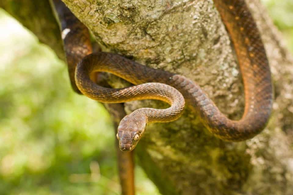 Brown tree snake 
