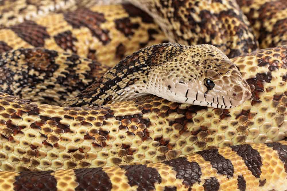 Gopher Snake coiled close-up