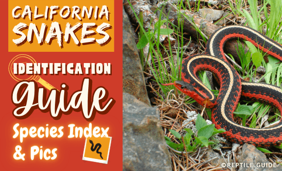 California Snakes Identification Guide Species Index & Pics