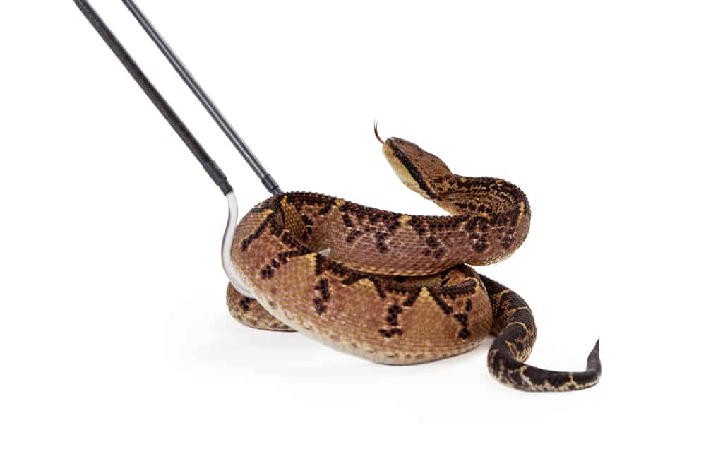 Central American Bushmaster Snake carried by snake hooks