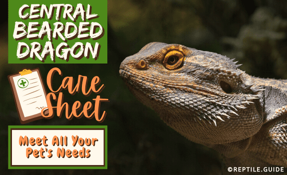 Bearded Dragon Care Sheet