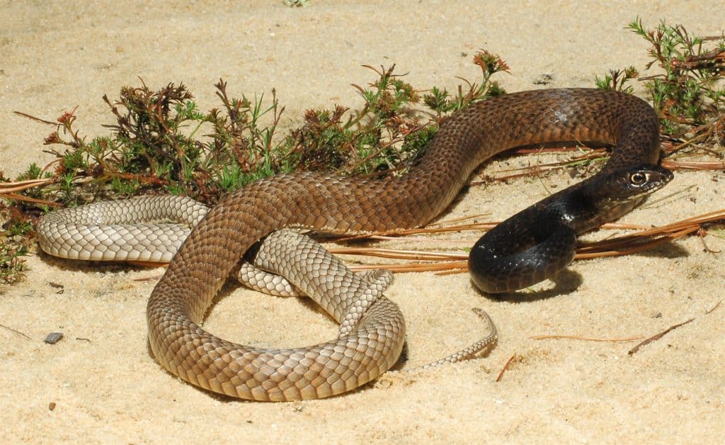 South Carolina Snakes Identification Guide (must-know Info!)