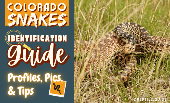Colorado Snakes Identification Guide Profiles, Pics, & Tips