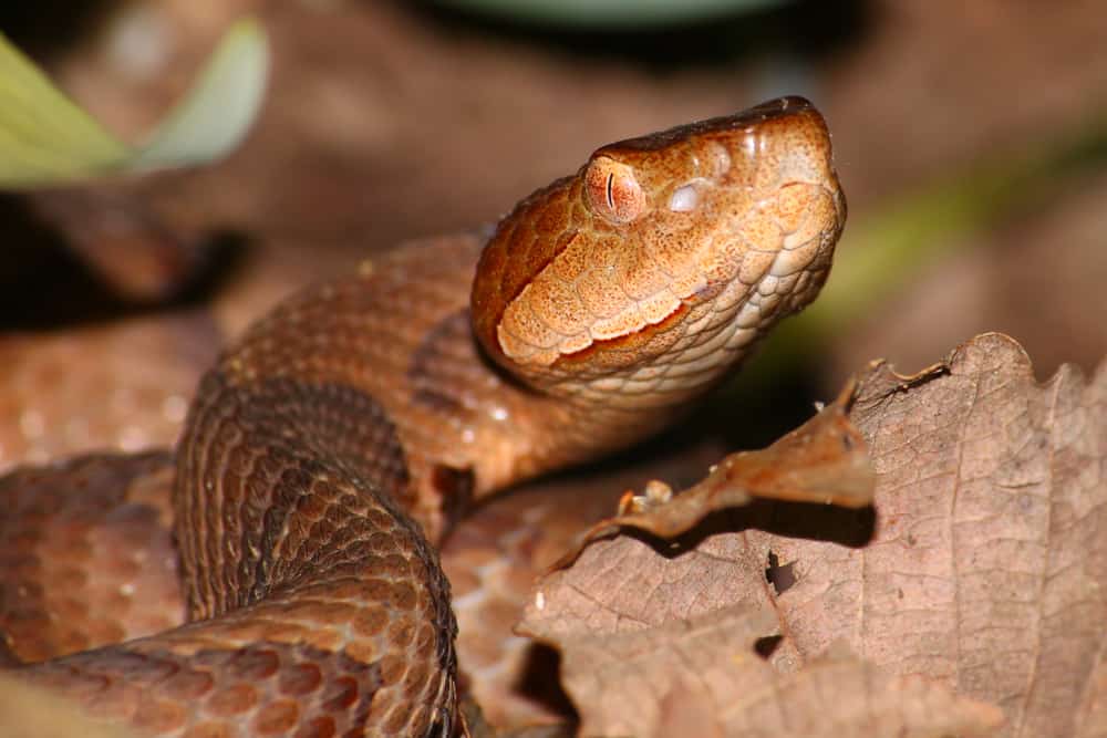 Copperhead Snake close up on top of dead leaves