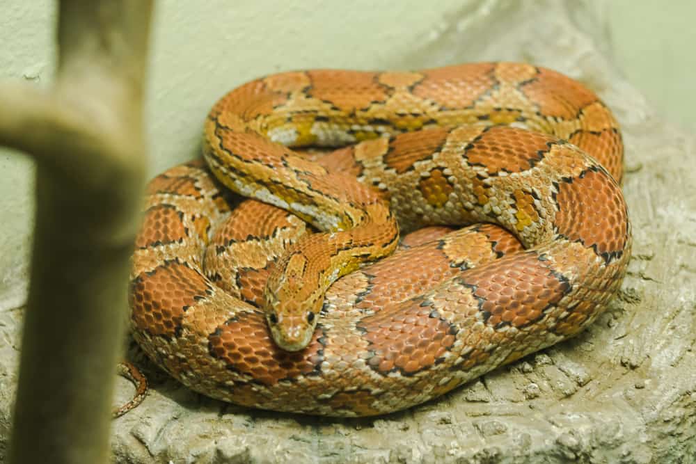 Corn Snake on top of a rock