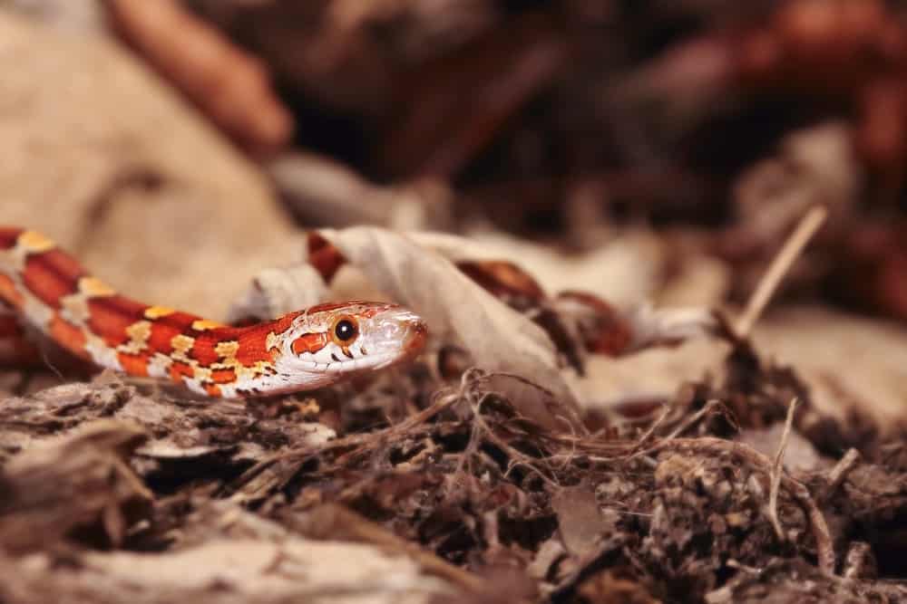 Corn snake on top of dead leaves