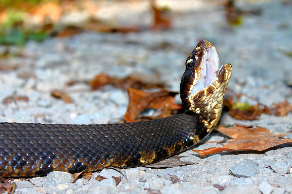 Cottonmouth flashes it bright white mouth on top of dead leaves and rocks