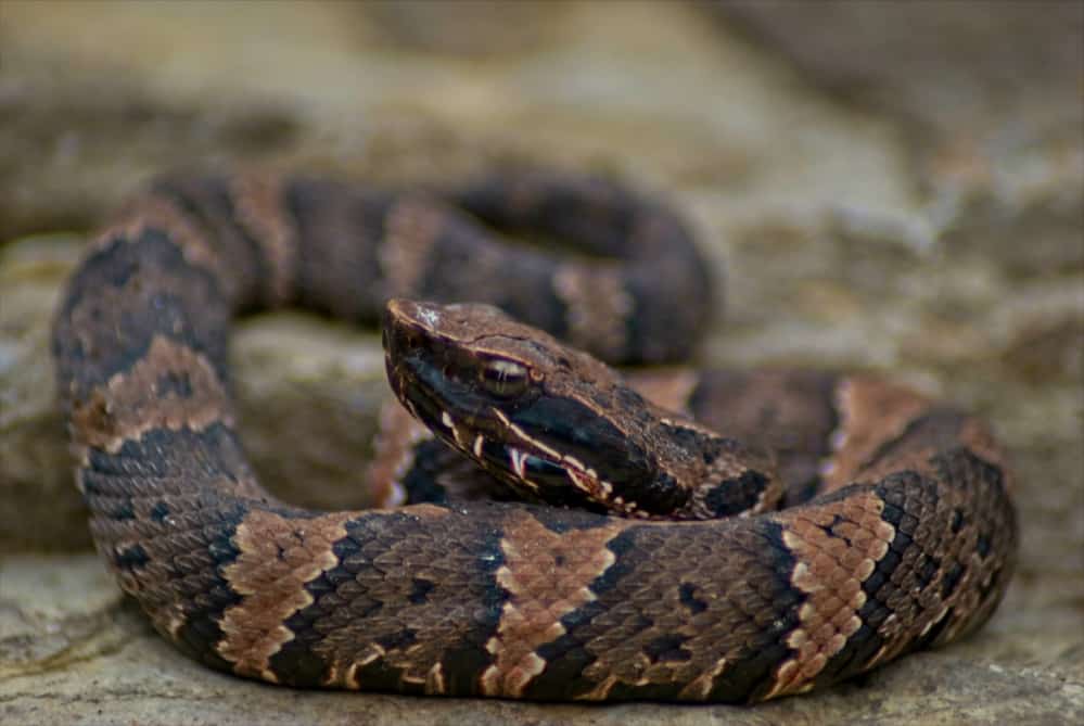 Cottonmouth Snake close-up