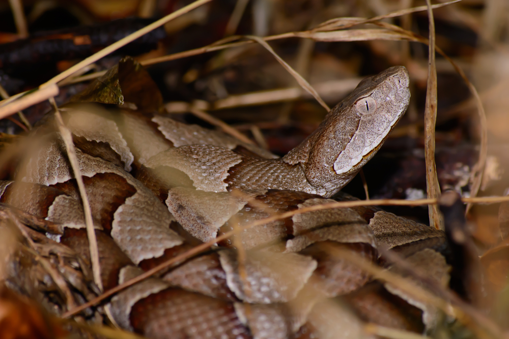 Copperhead snake coiled surrounded dead grass and leaves