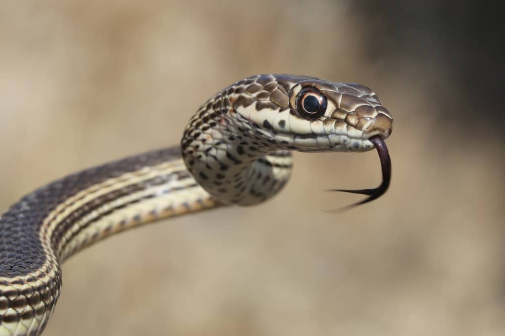 Desert Striped Whipsnake close up with it's tongue out
