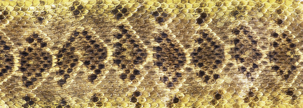 Diamondback Rattlesnake scale pattern