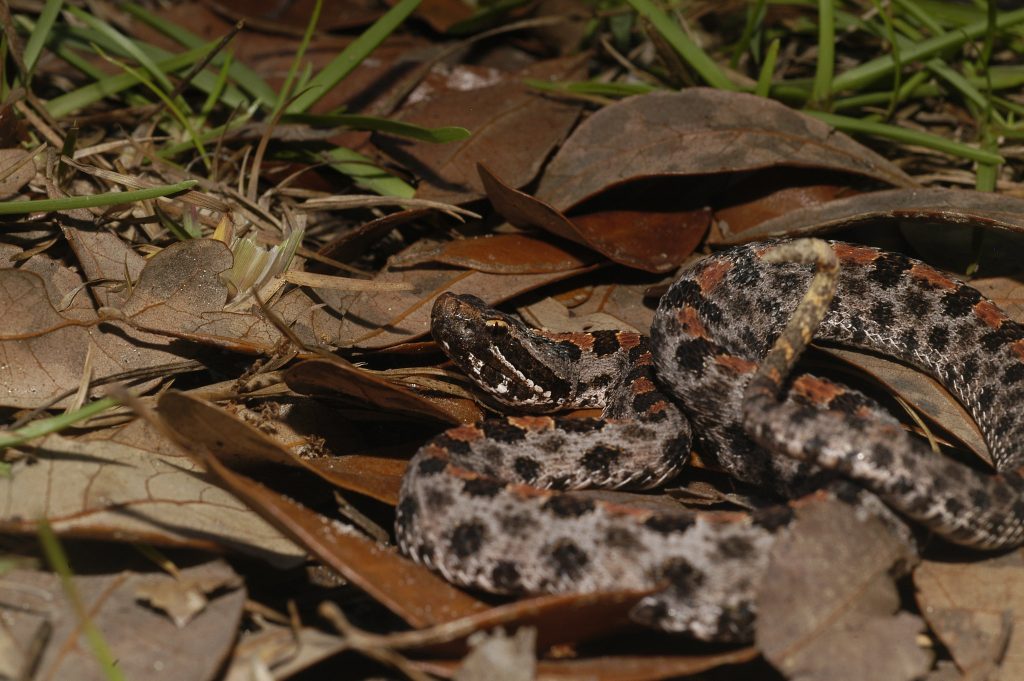 Pigmy rattlesnake coiled on top of dead leaves with grass in the background.