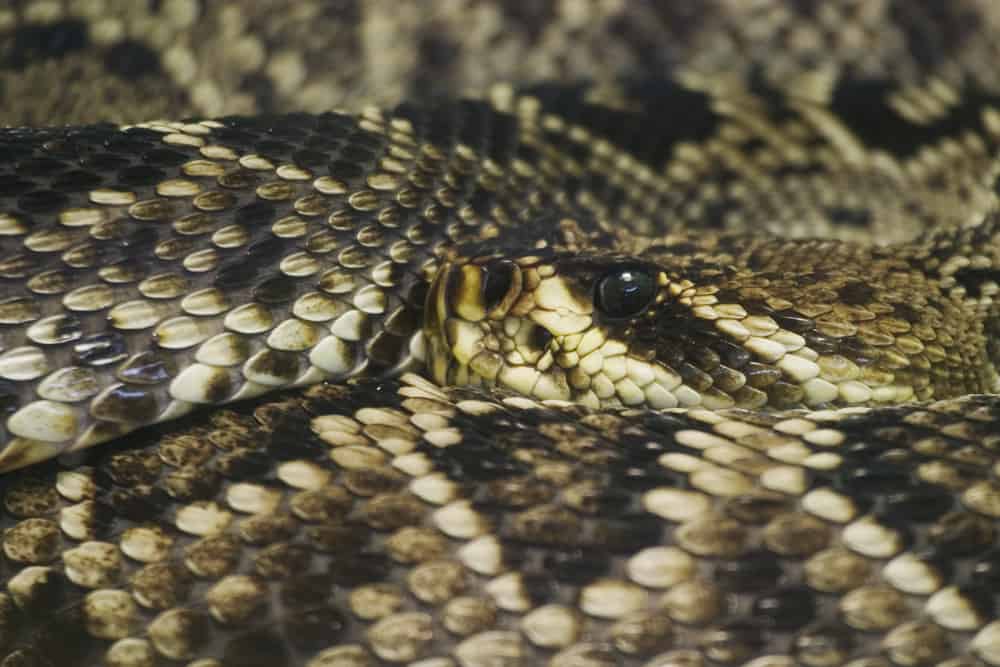 Eastern Diamondback Rattlesnake close-up