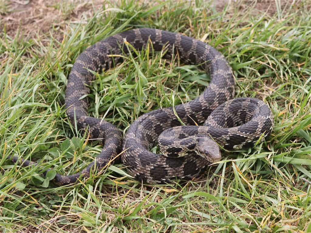 Eastern Fox Snake on top of grass